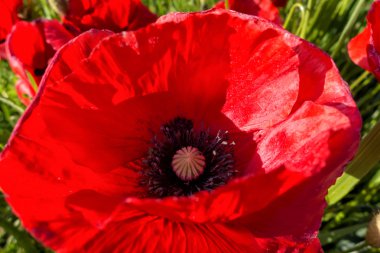 Kırmızı gelincik detay