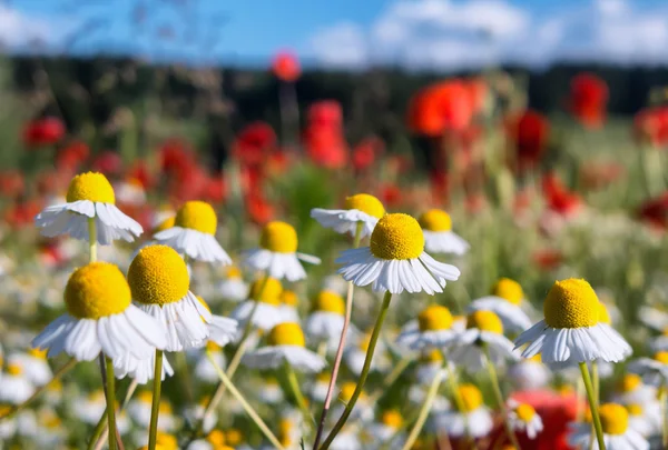 Weide vol met bloemen — Stockfoto