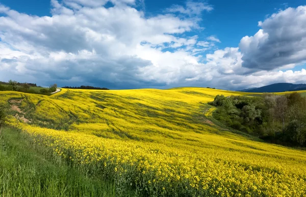 Koolzaad gebied in land — Stockfoto