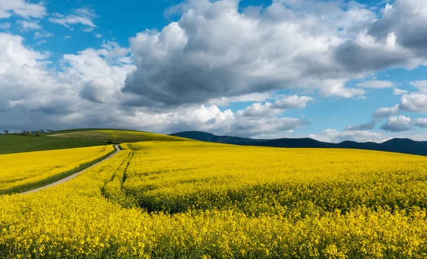 Champ de colza dans le pays — Photo