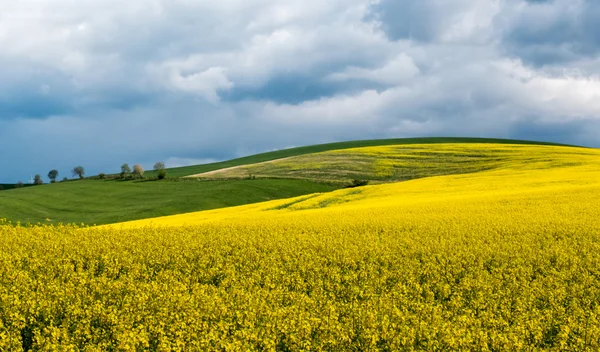 Champ de colza dans le pays — Photo