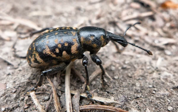 Escarabajo en el bosque — Foto de Stock