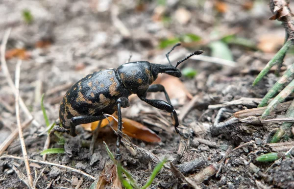 Escarabajo en el bosque — Foto de Stock