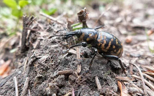 Escarabajo en el bosque — Foto de Stock