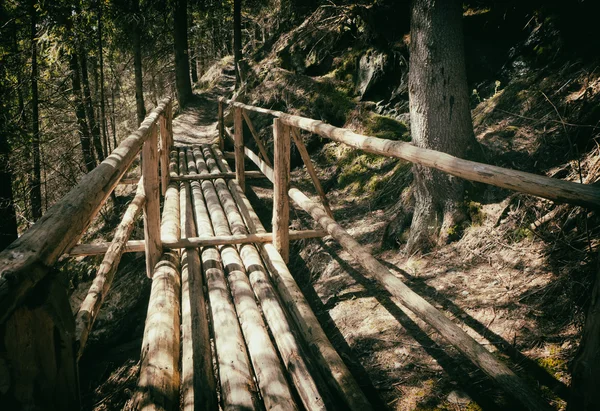 Passo a passo na floresta — Fotografia de Stock