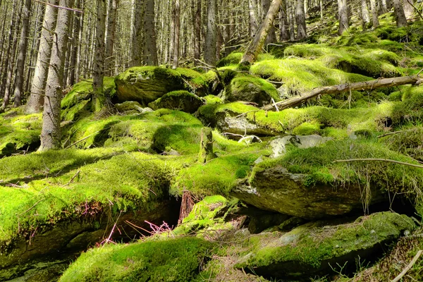 Moss sobre piedras — Foto de Stock