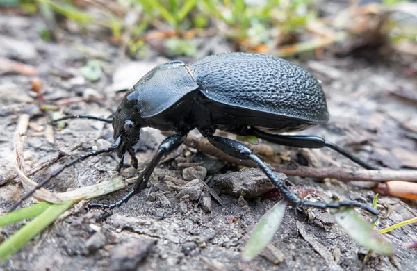 Escarabajo molido de color negro — Foto de Stock