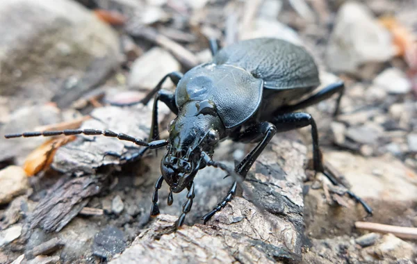 Escarabajo molido de color negro — Foto de Stock