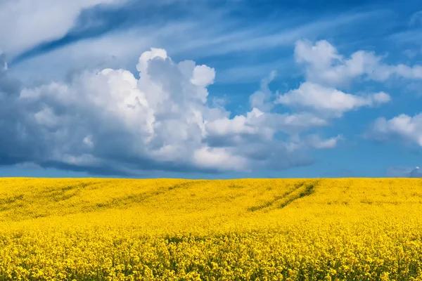 Feld voll mit Raps — Stockfoto