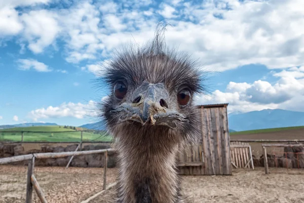 Zvědaví mladí pštros — Stock fotografie