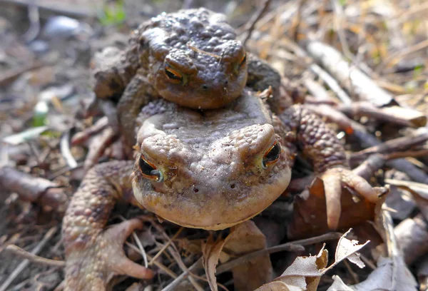 Toad - Bufo Bufo — Stockfoto
