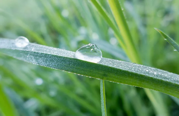 Cristalli di ghiaccio sull'erba — Foto Stock