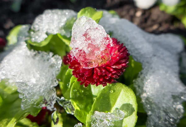 Cerise sur la fleur — Photo