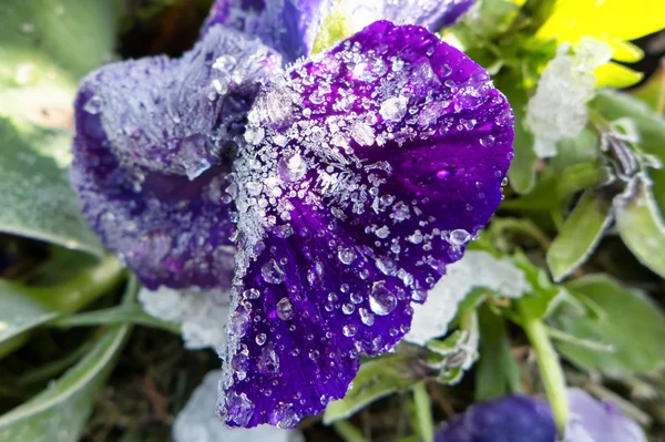 Iskristaller på blomma — Stockfoto