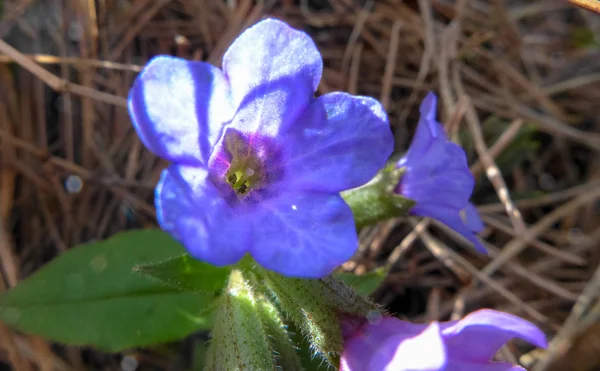 Detalle de flor azul — Foto de Stock