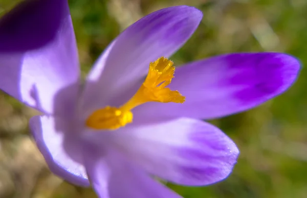 Detail of crocus — Stock Photo, Image