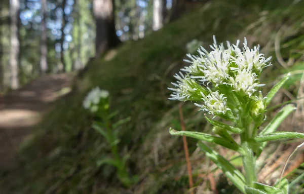 Flores blancas en el bosque — Foto de Stock