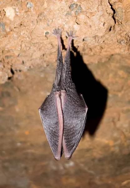 洞穴里睡着了的蝙蝠 — 图库照片