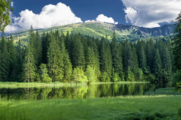 낮은 Tatras, 슬로바키아에 탄 Vrbicke 소 — 스톡 사진