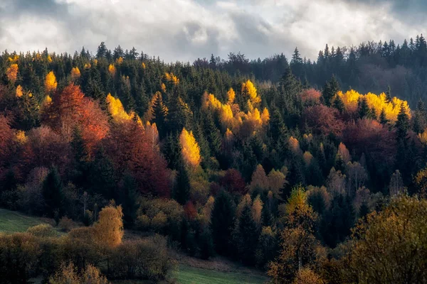 秋の暗い森の中で黄色のカラフルな木 曇った空 — ストック写真