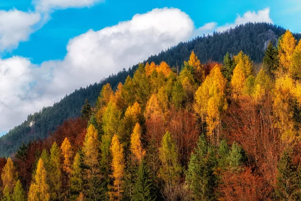 秋の森の木々の上にカラフルな葉 背景にハイルSidorov スロバキア — ストック写真