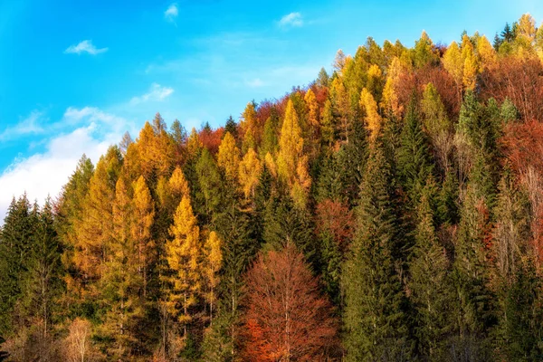 秋の森の木々の上にカラフルな葉 青空を背景に — ストック写真