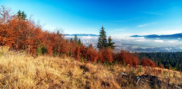 Осінній Сезон Лісі Місті Рузомберток Районі Ліптова Задньому Плані Словаччина — стокове фото