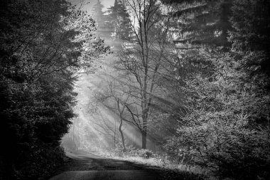 Sisli ormanda güneş ışınları.