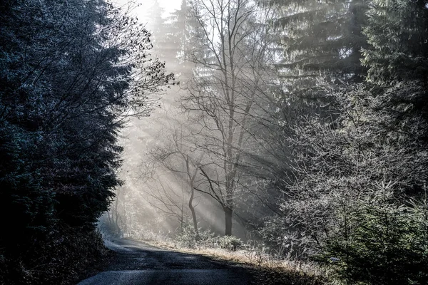 Sunbeams Passing Trees Foggy Forest — Stock Photo, Image