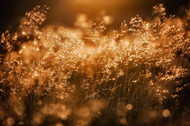 Günbatımında sonbahar kahverengi çimen alanı arkaplanı