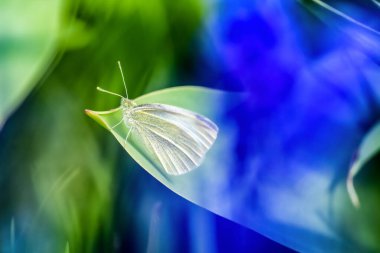 Yeşil yapraklı beyaz kelebek. Makro fotoğrafçılık