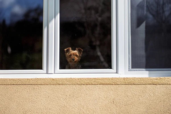 Yorkshire Terrier Mirando Desde Ventana — Foto de Stock