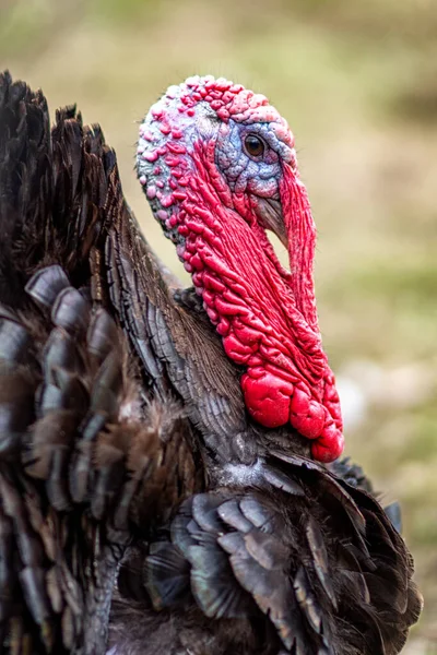 Hoofd Van Kalkoen Landbouwdieren — Stockfoto