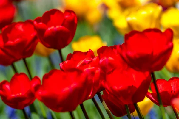 Red Yellow Tulip Flowers Spring Garden — Stock Photo, Image