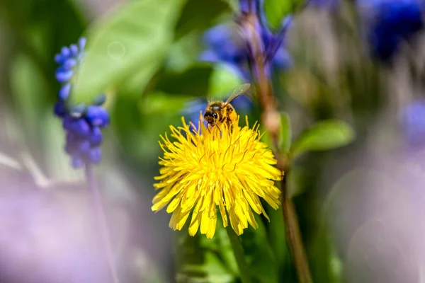 春の牧草地で黄色のタンポポの花粉とミツバチ — ストック写真