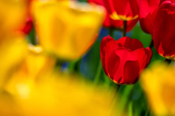 Red Yellow Tulip Flowers Spring Garden — Stock Photo, Image