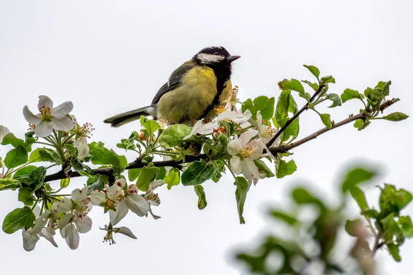 Grande Tit Sentado Galho Árvore — Fotografia de Stock