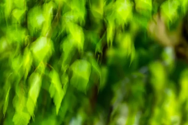 Размытое Движение Зеленых Листьев Дереве — стоковое фото
