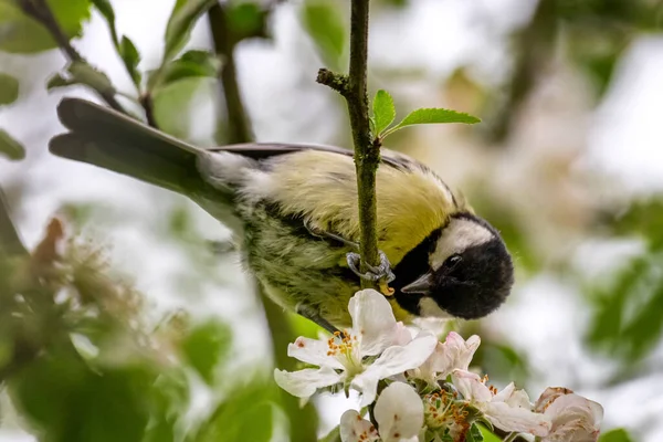Great Tit Sitting Tree Branch Eating Worm — Stock fotografie