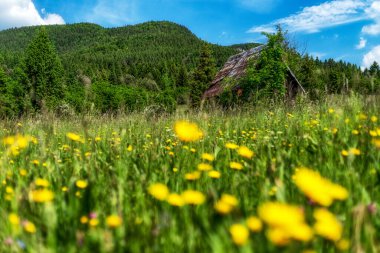 Slovakya 'daki Dubovske luky adlı yeşil çayırdaki eski kulübe.