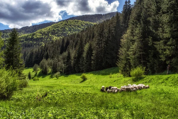 Ruzomberok Slovakia 2021年5月26日 Cutkovska山谷牧场上的羊 — 图库照片