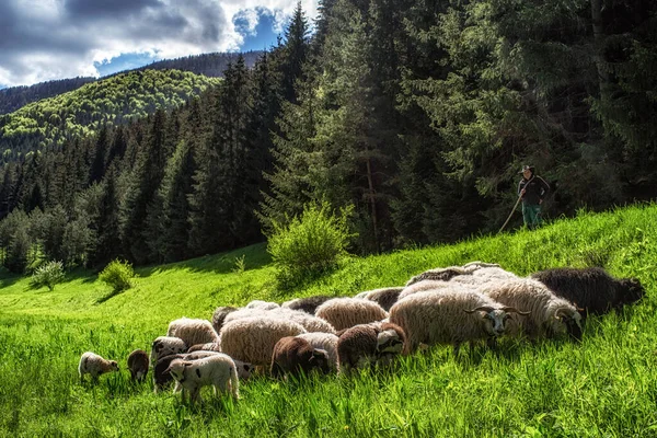 Ruzomberok Slovakien Maj 2021 Får Betesmarken Cutkovska Dalen — Stockfoto