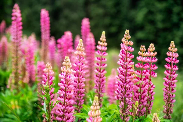Kleurrijke Bloeiende Violette Paarse Bloemen Weiden Bij Tatra Bergen — Stockfoto