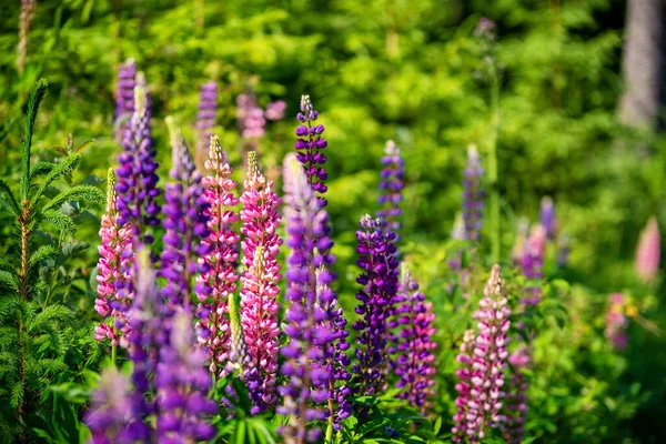 Kleurrijke Bloeiende Violette Paarse Bloemen Weiden Bij Tatra Bergen — Stockfoto