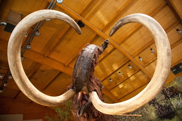 Realistic model of prehistoric animal — Stock Photo, Image
