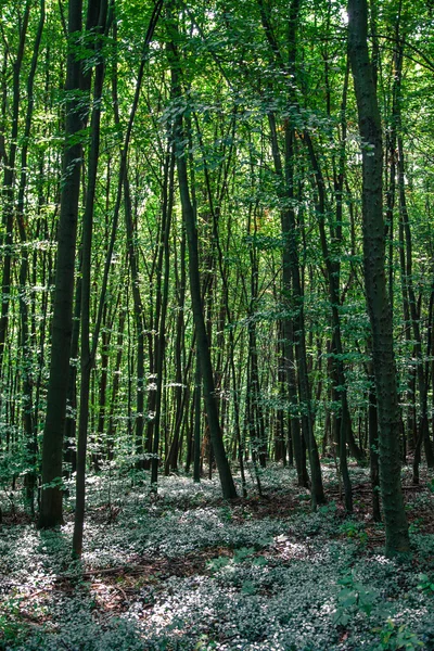 Bosque —  Fotos de Stock