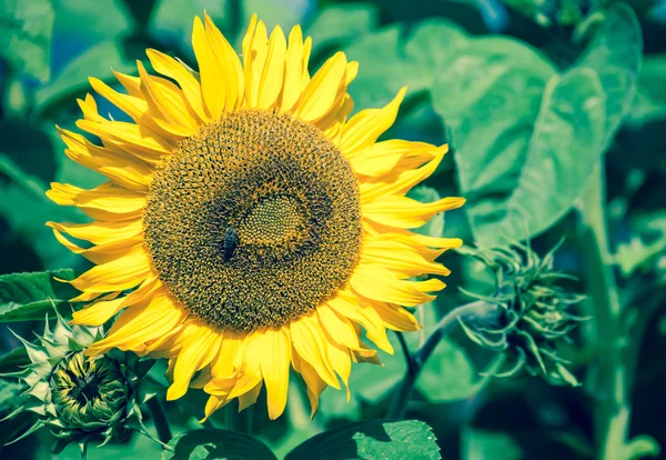 Girasol — Foto de Stock