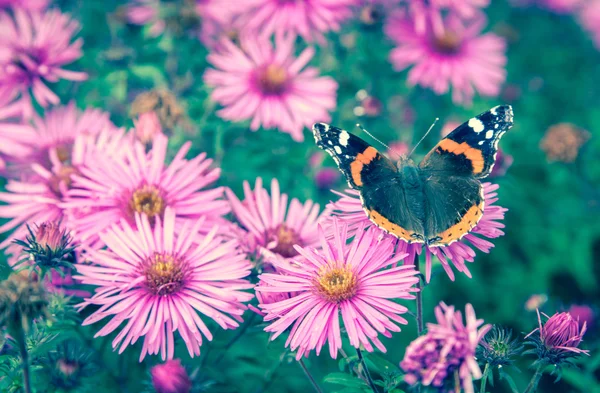 Butterfly ' and ' violet bloem — Stockfoto