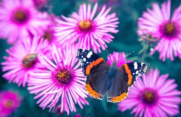 Papillon et fleur violette — Photo