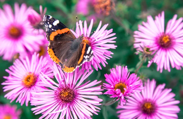 Butterfly ' and ' violet bloem — Stockfoto